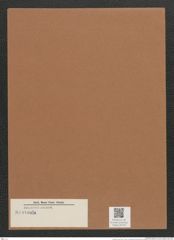 Navicula sp. (de-Toni-Nr.: Genus 1) Zeichnungen Sammlung Grunow Mappe 00759 (Herbarium_W_Grunow_drawings_Folder_00759)